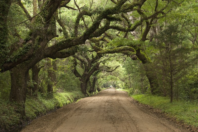 Photos, Gallery, Edisto Island National Scenic Byway, ACE Basin ...