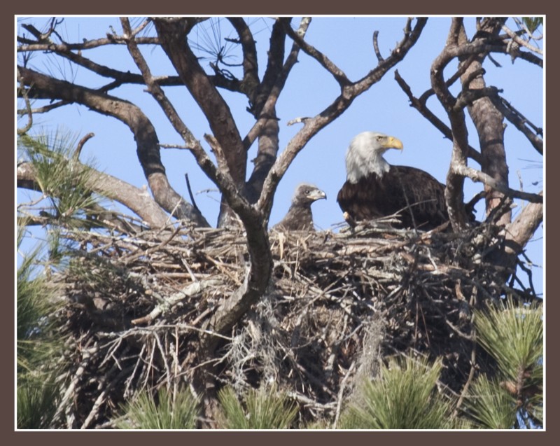 Wildlife Edisto Island,National Scenic Byway, ACE Basin, Preservation ...