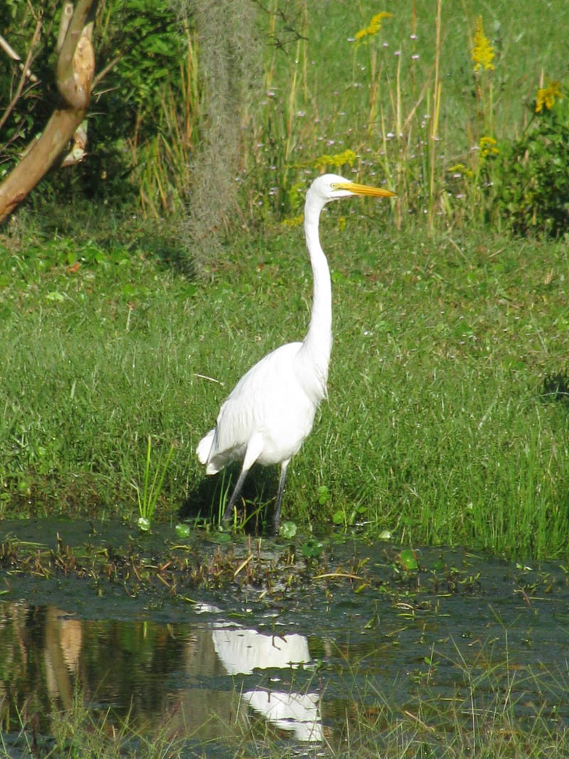 Wildlife Edisto Island,national Scenic Byway, Ace Basin, Preservation 